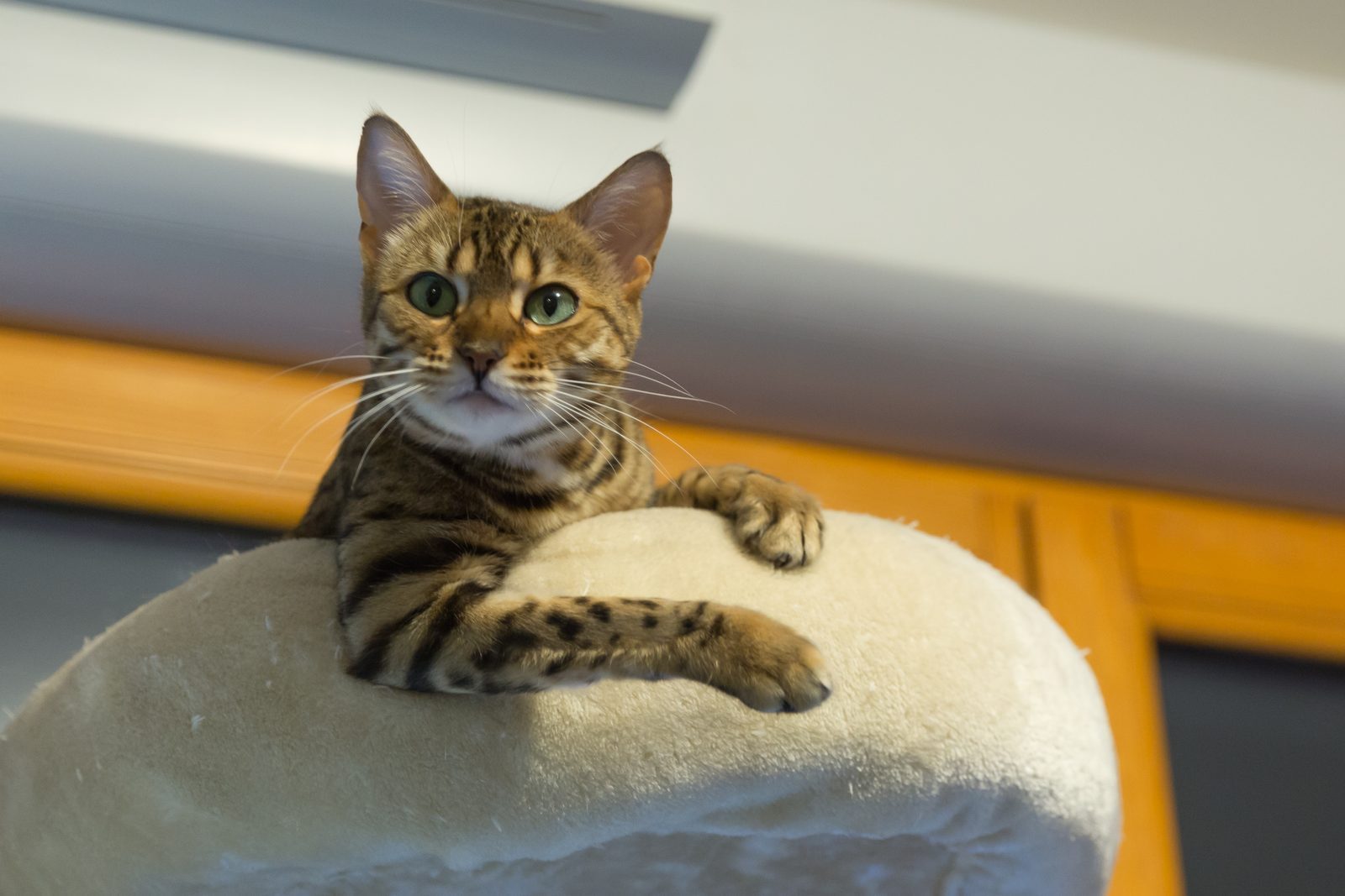 They Hide Objects as an Attention-Seeking Strategy (Image Credits: Wikimedia)