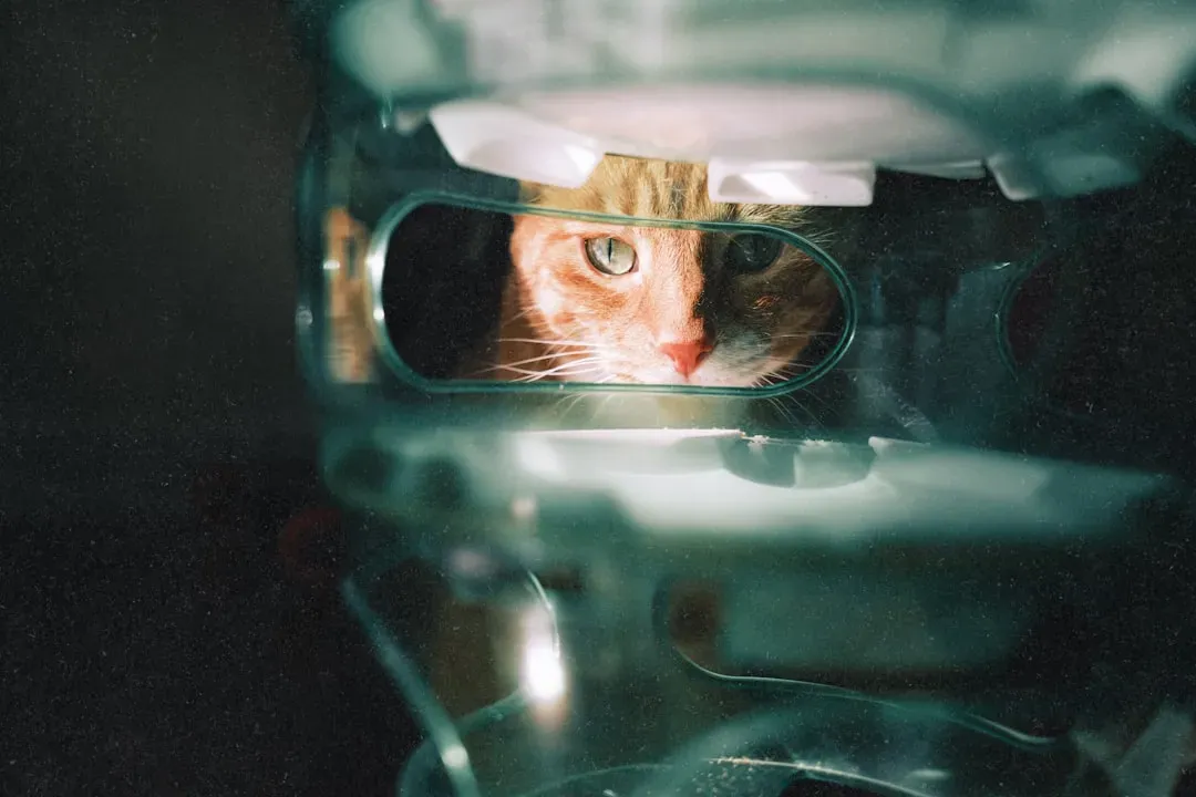 The Brain's Role: A Neural Oscillator at Work (Image Credits: Unsplash)