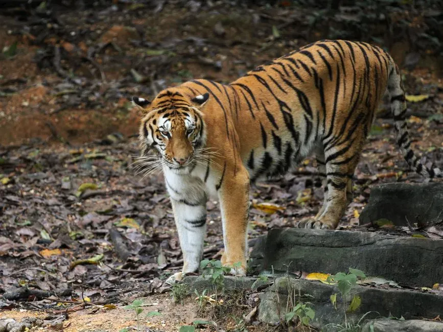 #2 Scent Marking Works Like A Chemical Bulletin Board (Image Credits: Pexels)