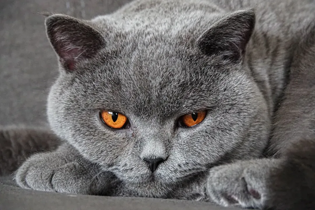 #1 - British Shorthair (Image Credits: Unsplash)