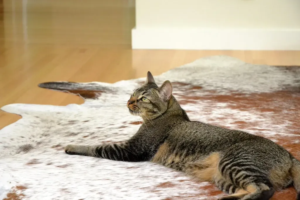 Understanding Lyme Disease in (Image Credits: Flickr)