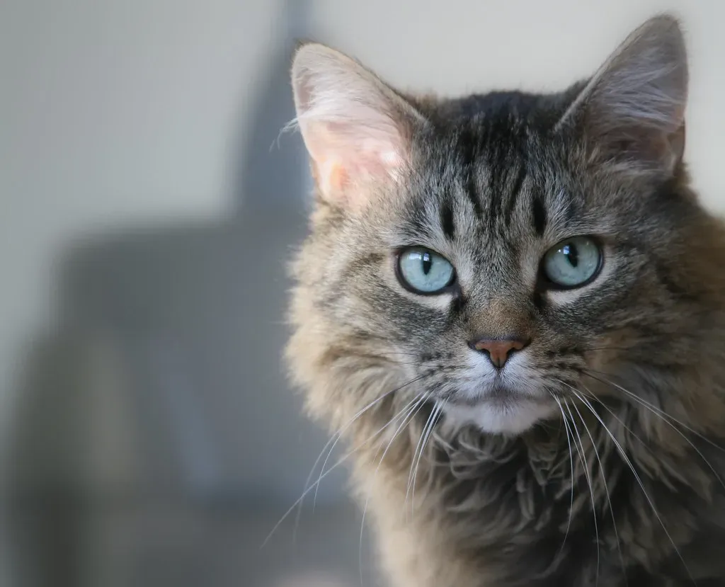 Stress and Anxiety Are Taking a Toll (Image Credits: Flickr)