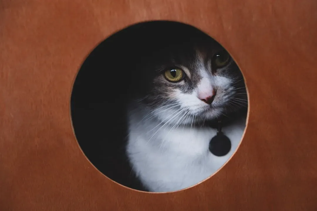 Their Safe Retreat Is Non-Negotiable Decor (Image Credits: Unsplash)