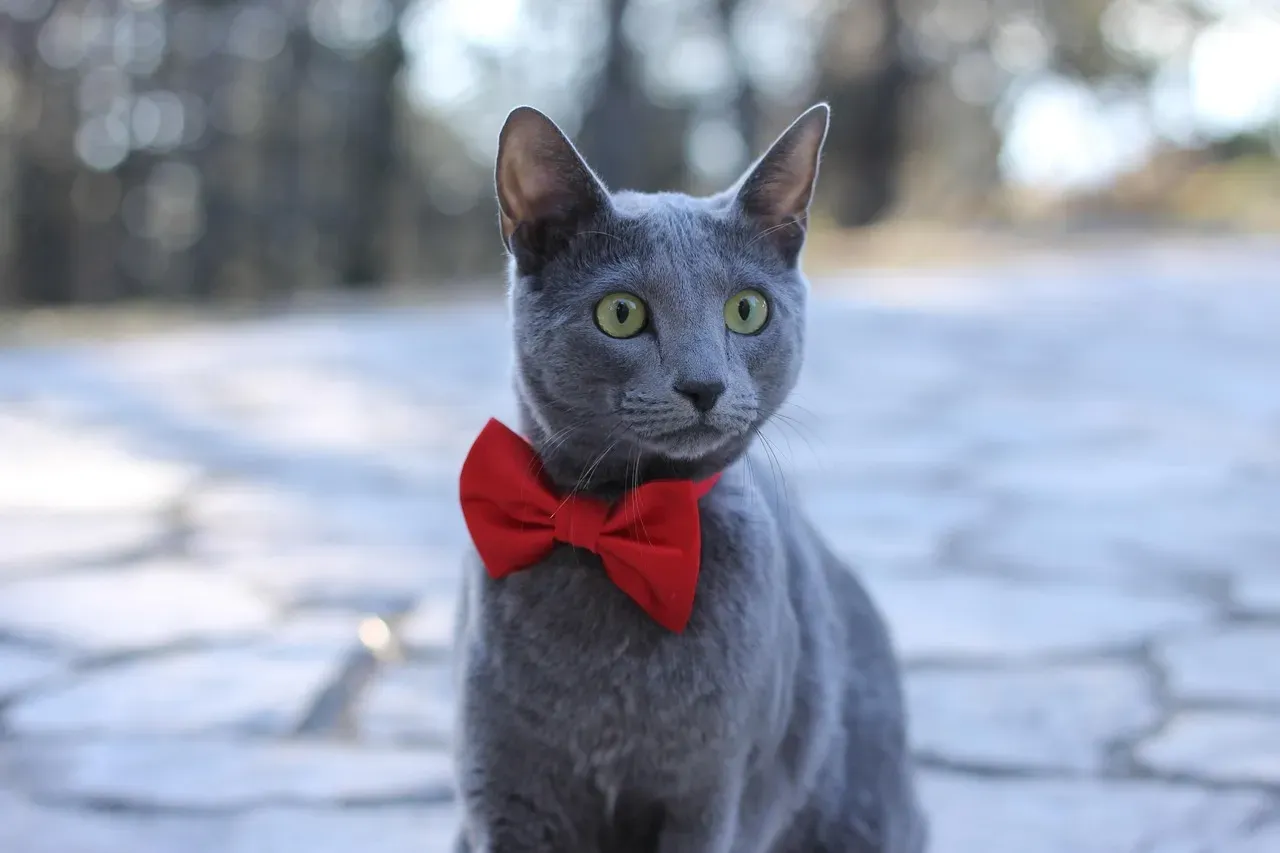 #6 Virgo: The Russian Blue (Image Credits: Pixabay)