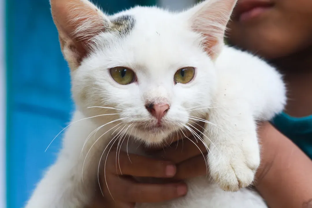 Conclusion: A New Perspective on Your Feline Friend (Image Credits: Unsplash)