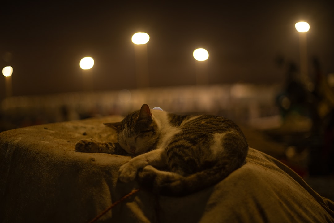 Side Sleeping - Relaxed but Ready (Image Credits: Unsplash)