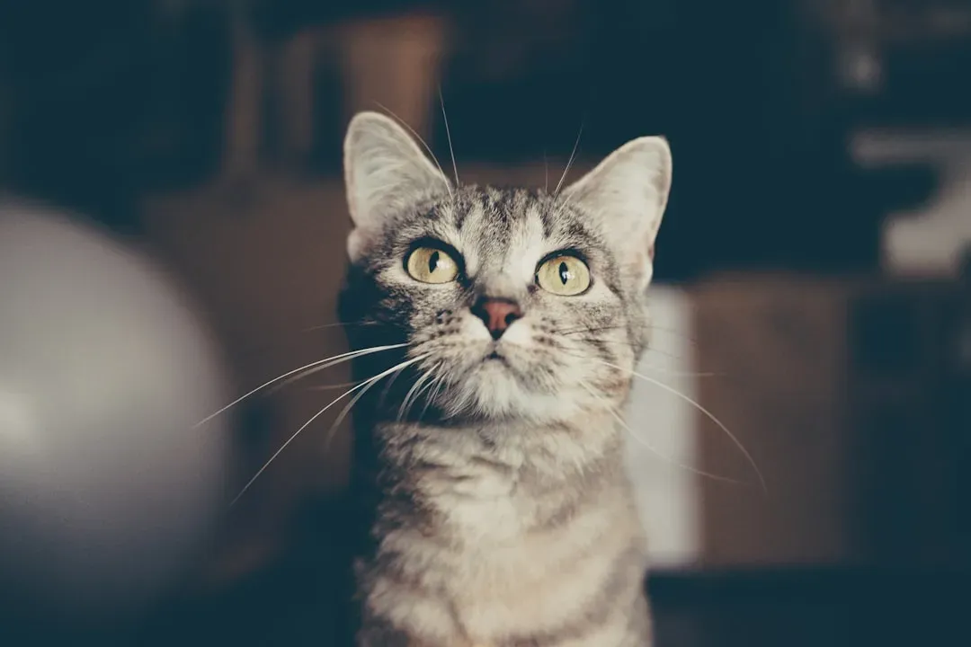 #4 New Noises, Strange Objects, and the “Check-In” Stare (Image Credits: Unsplash)