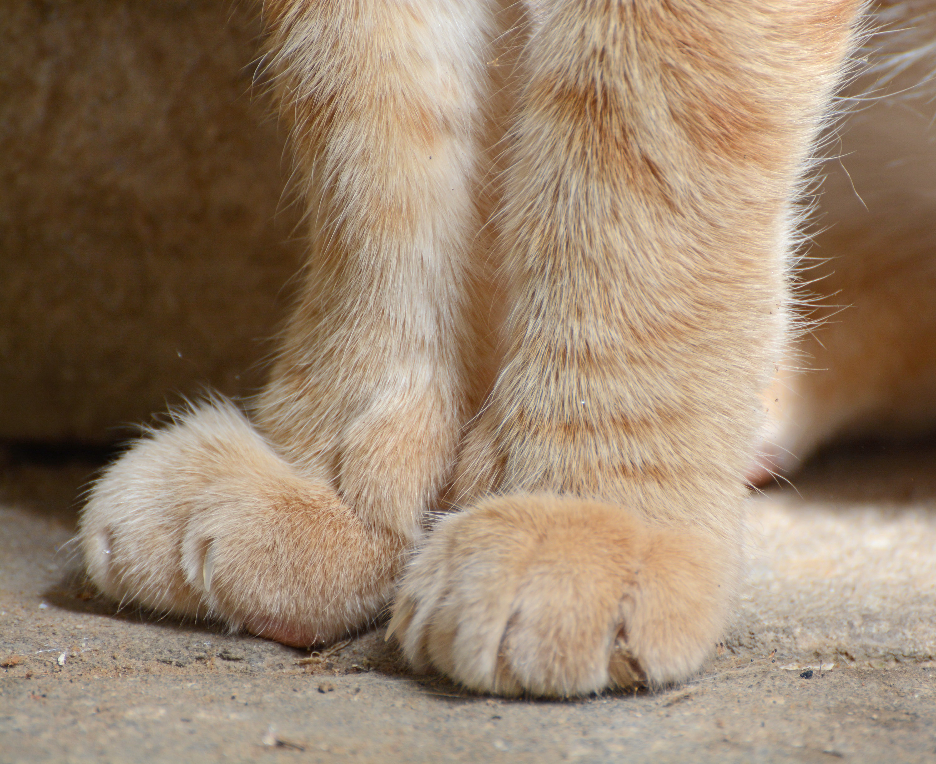 Gentle Pawing and Kneading (Image Credits: Wikimedia)