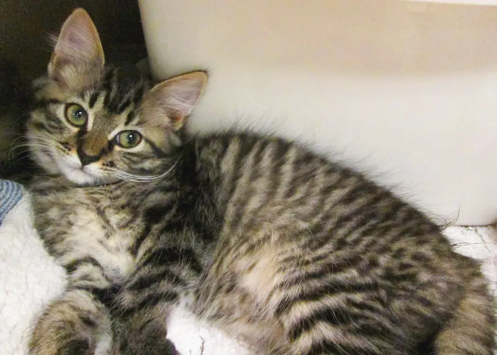 8. Practice Patience During the Adjustment Period (Image Credits: Flickr)