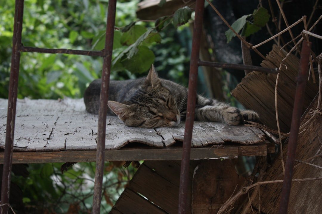 Cat Dreams vs. Nightmares (Image Credits: Unsplash)