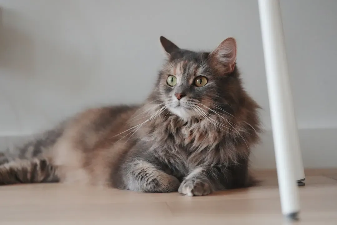 Indoor Life and the Reality of Cat Longevity (Image Credits: Unsplash)