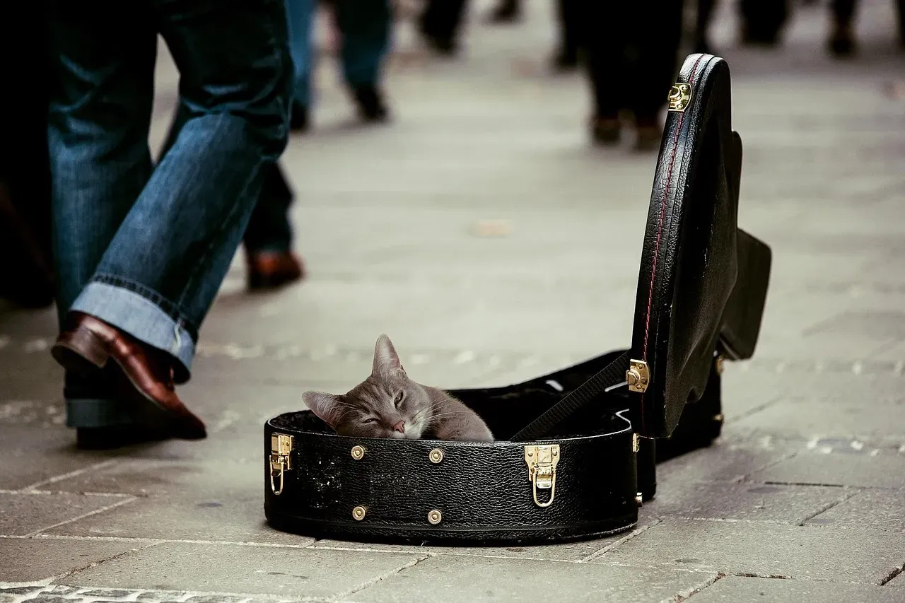 8. Cat-Specific Music with Purring and Suckling Sounds (Image Credits: Pixabay)