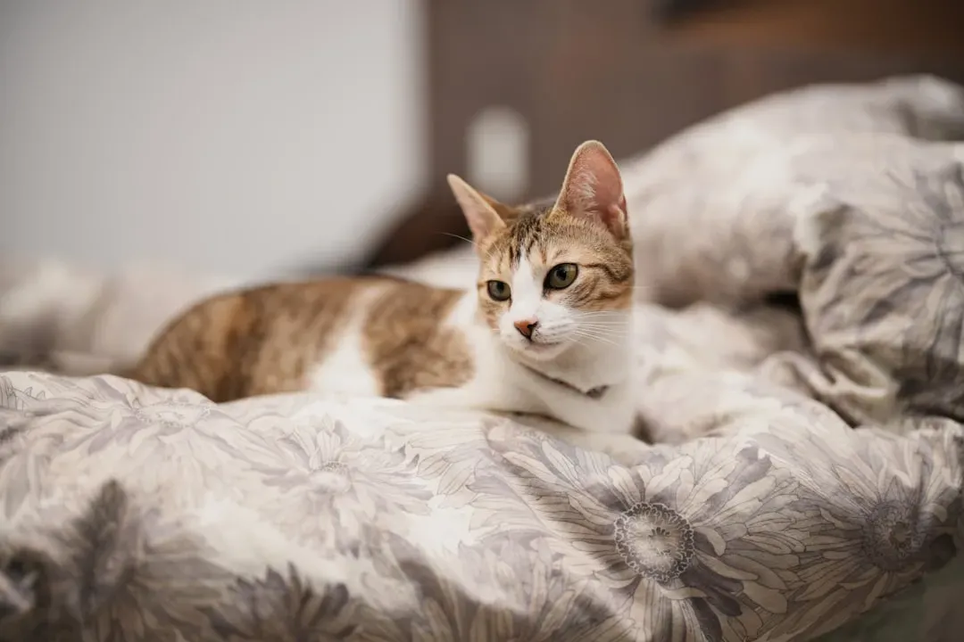 Conclusion (Image Credits: Unsplash)