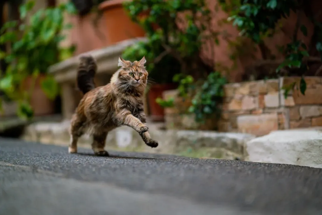 What Exactly Are 'Zoomies' and Why Do They Happen? (Image Credits: Unsplash)
