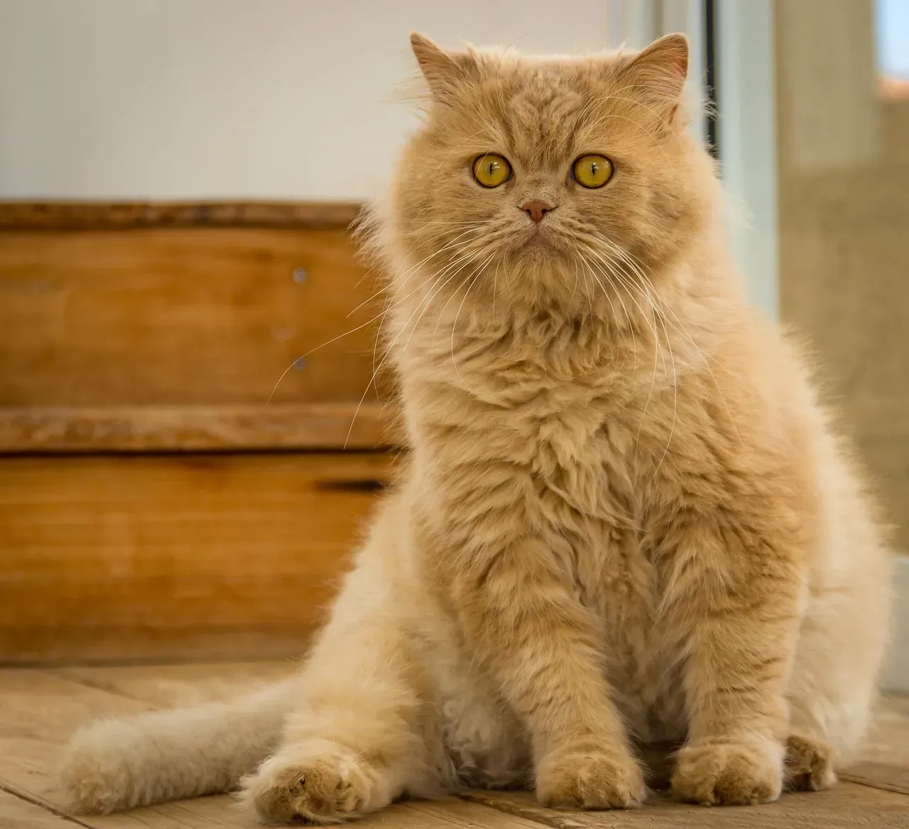 They're Hilariously Weird, and That's Part of Their Charm (Image Credits: Pixabay)