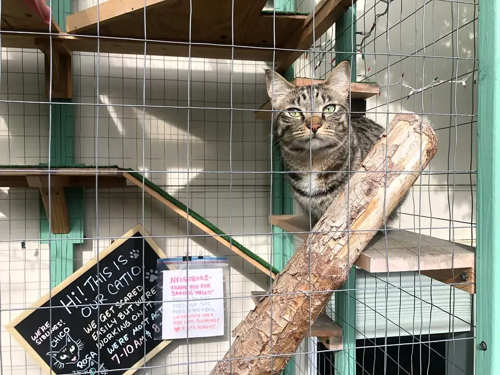 Consider Installing a Catio for Safe Outdoor Access (Image Credits: Flickr)