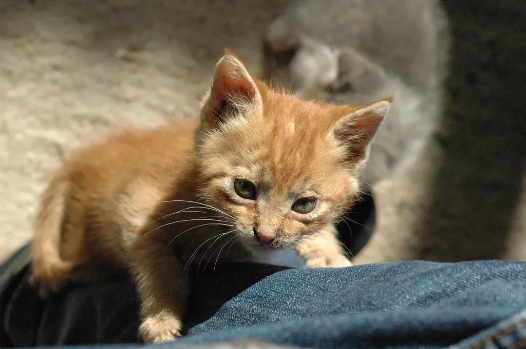 They're Seeking Attention (Image Credits: Flickr)