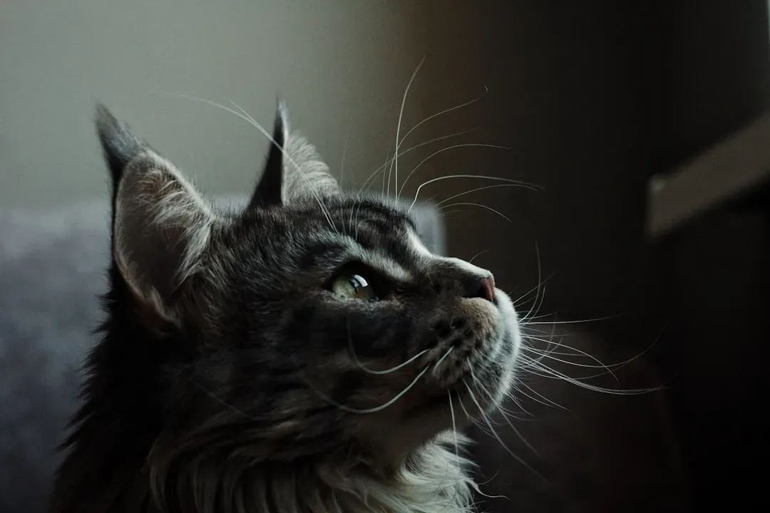 #2 Oregon State researchers put cat bonding to a real test (Image Credits: Unsplash)