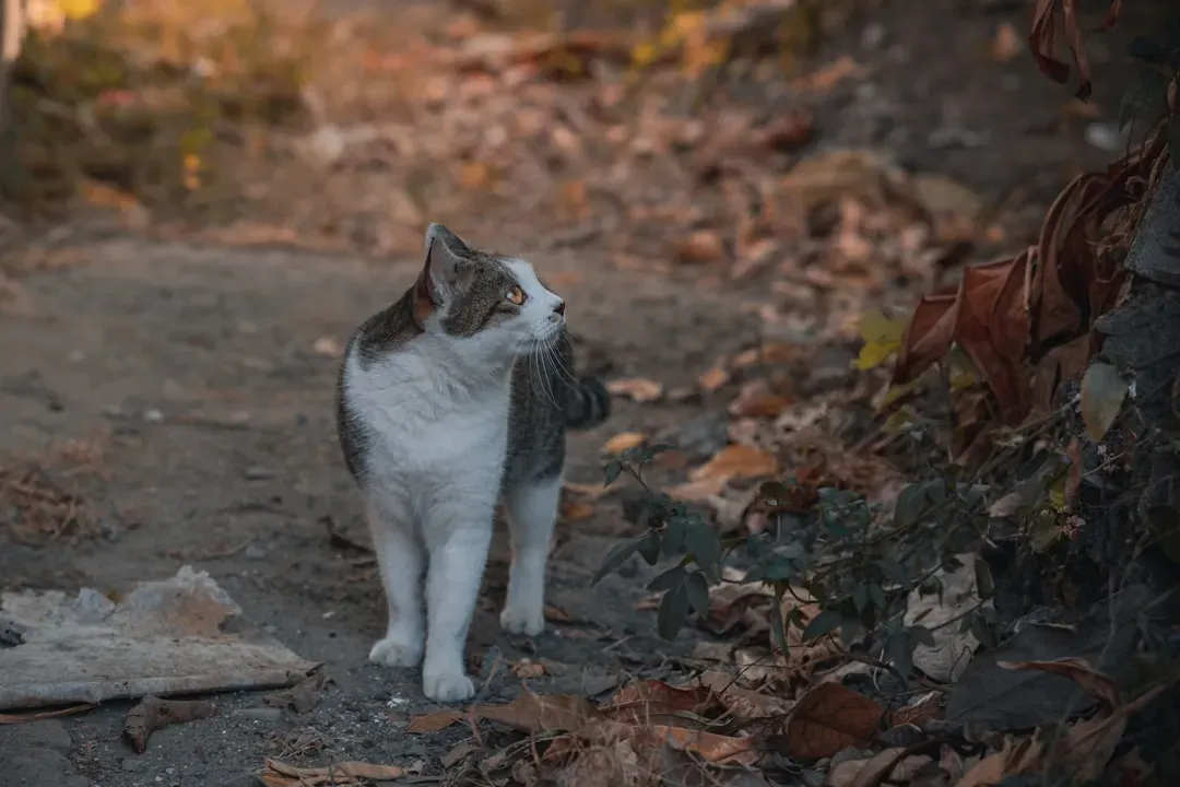 Unrestricted Outdoor Territory to Patrol and Mark (Image Credits: Unsplash)