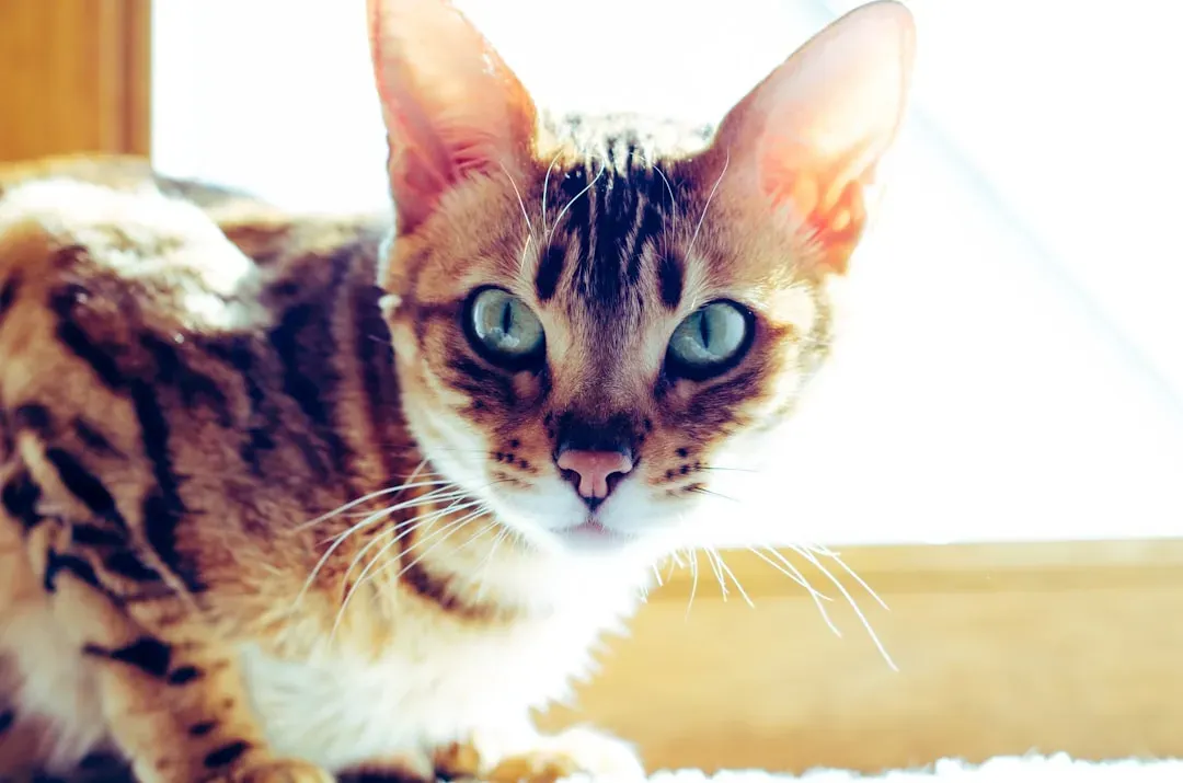 Your Cat Shares Nearly All Its DNA With Tigers (Image Credits: Unsplash)