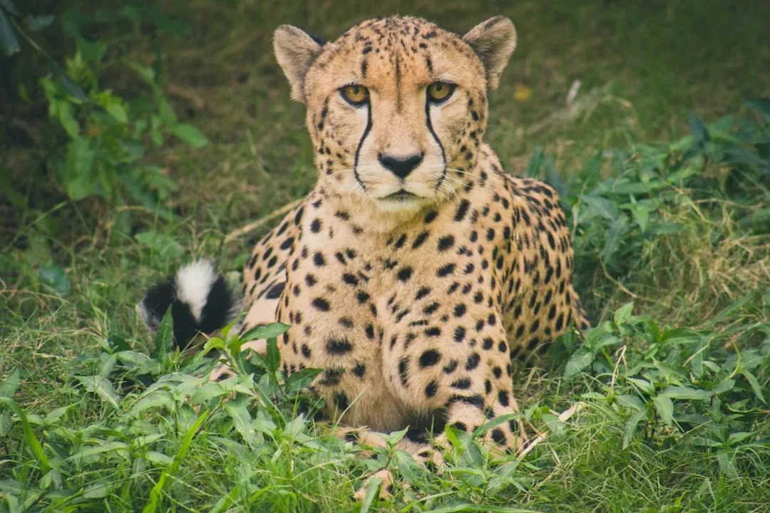 #5 You can graft skin between two unrelated cheetahs and their bodies won't reject it (Image Credits: Unsplash)