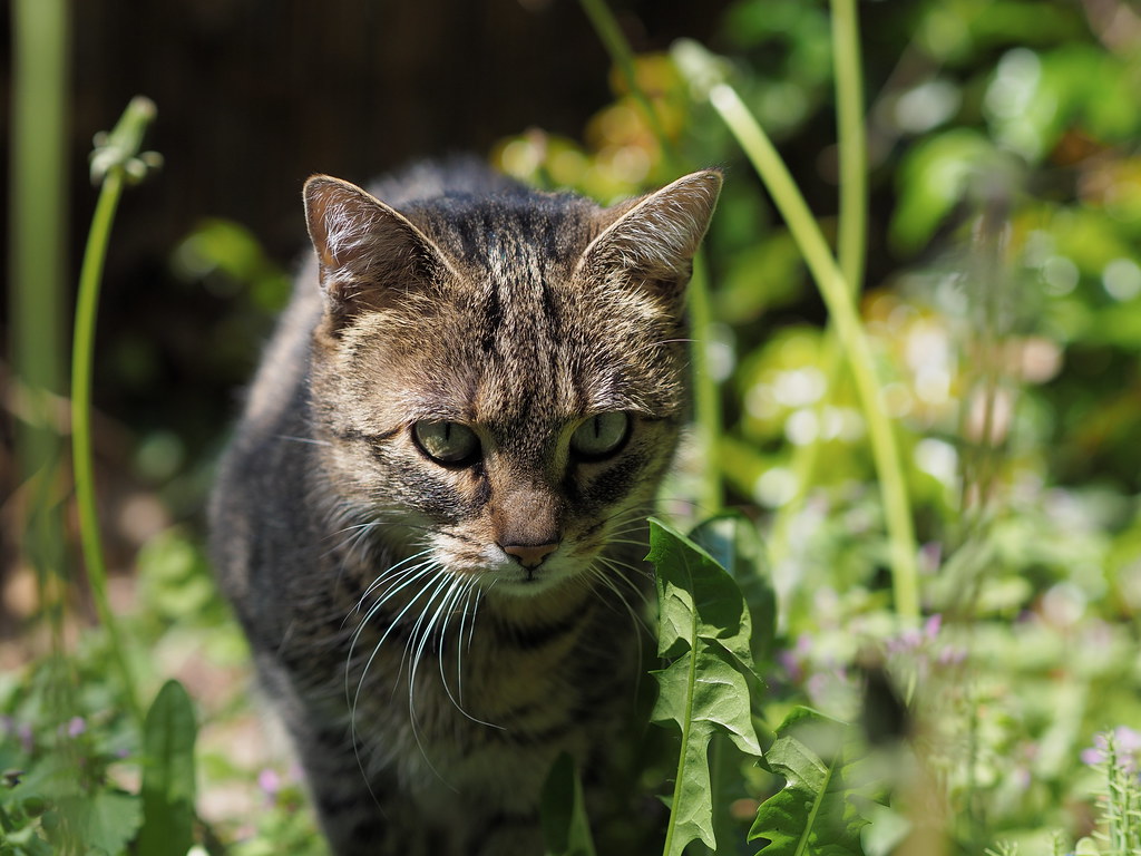 The Ancient Hunter Lives Within Your House Cat (Image Credits: Flickr)