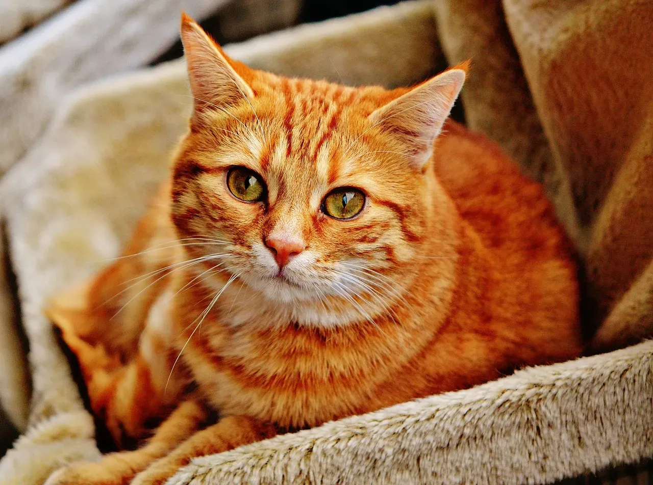 #9 Their favorite hiding or resting spots shared with a person (Image Credits: Pixabay)