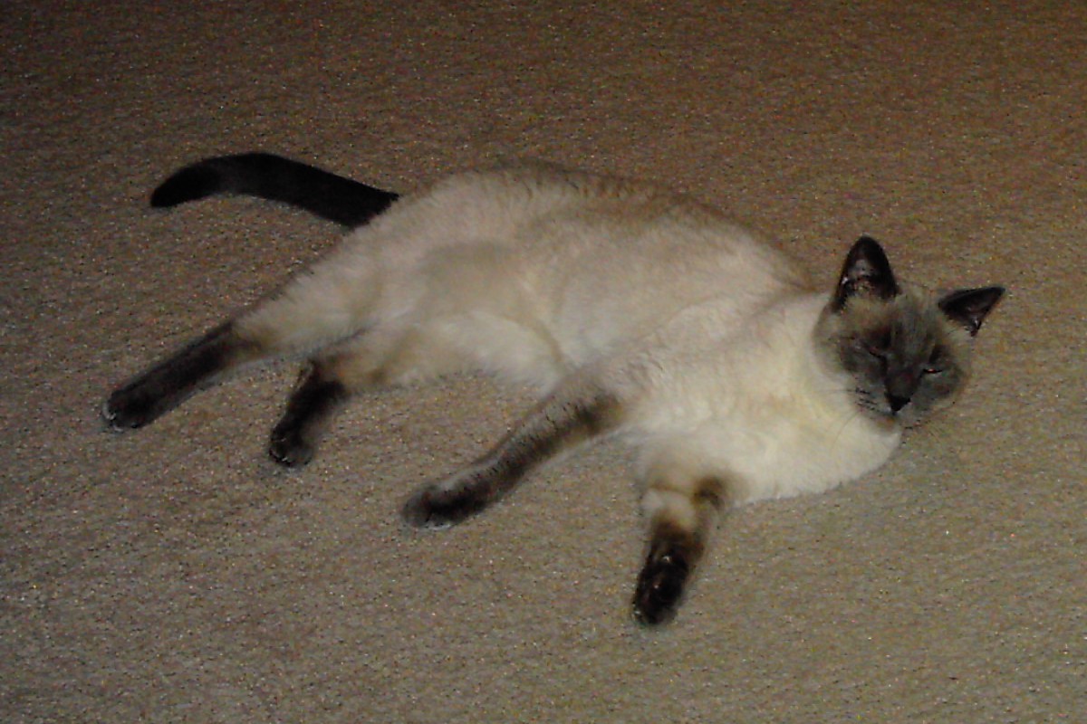 Tonkinese: The Social Butterfly (Image Credits: Wikimedia)