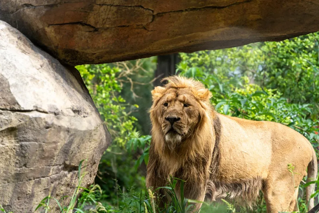 Misconception #2: Lions Only Live in Africa (Image Credits: Unsplash)