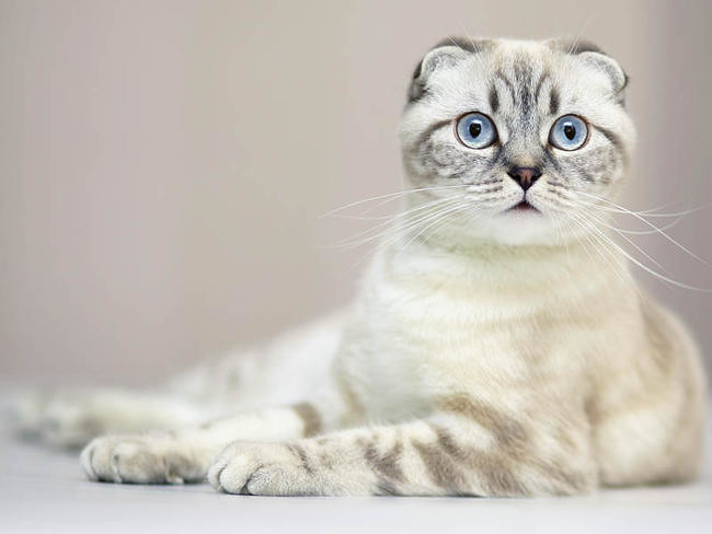 Scottish Fold Cats: Sweet Companions with Folded Ears (Image Credits: Flickr)