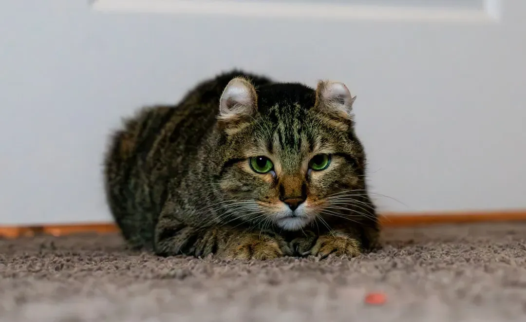 3. Hide-and-Seek with Treats: The Nose Knows (Image Credits: Unsplash)