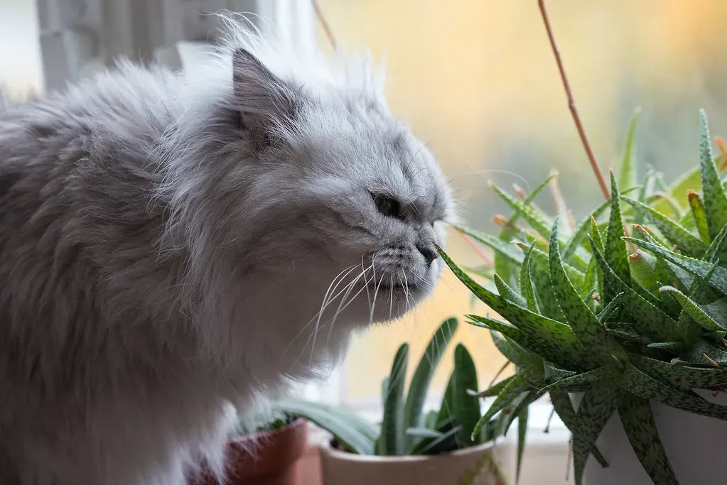 4. Aloe Vera: When Your First Aid Plant Becomes a Feline Hazard (Image Credits: Flickr)