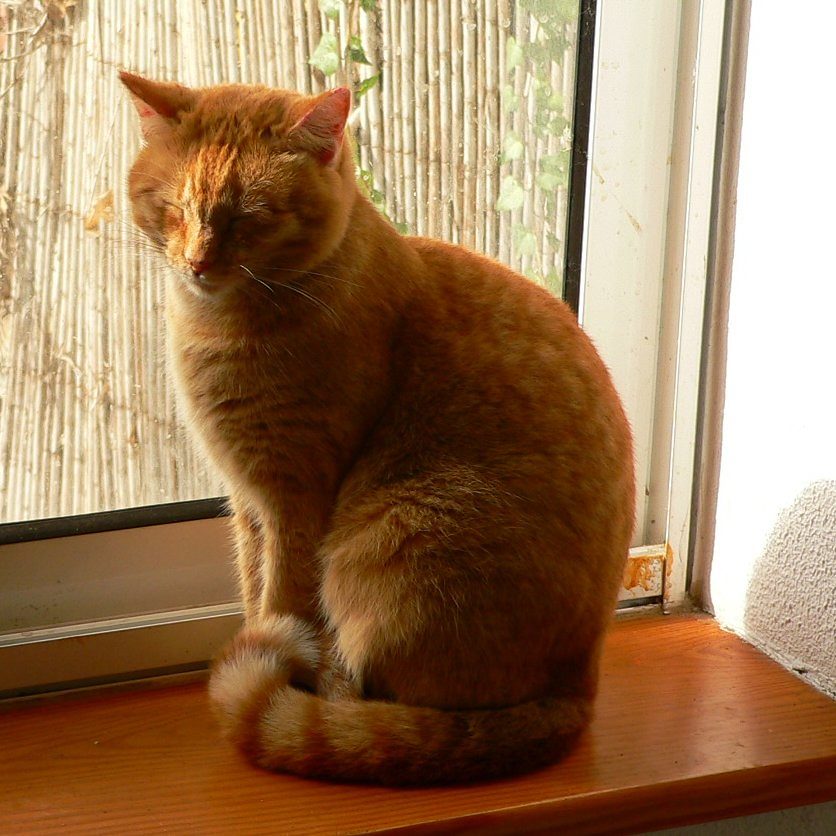 Sunny Windowsills – The Natural Heat Source (Image Credits: Flickr)
