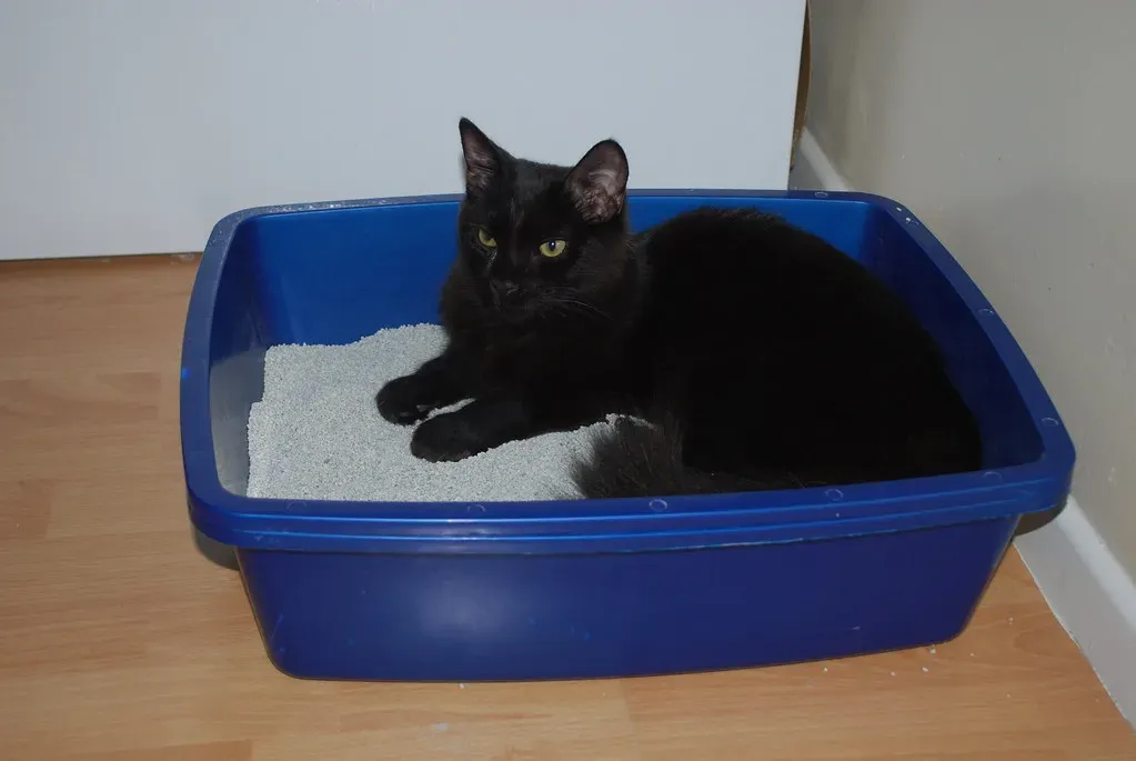 Rule 4: The Litter Box Is Sacred - Treat It That Way (wolfsavard, Flickr, CC BY 2.0)