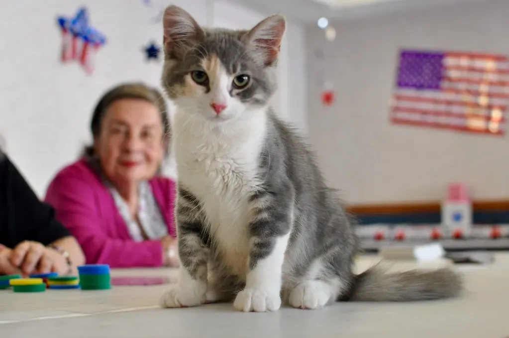 Their Impact on Your Mental Health Is Scientifically Proven (Image Credits: Flickr)