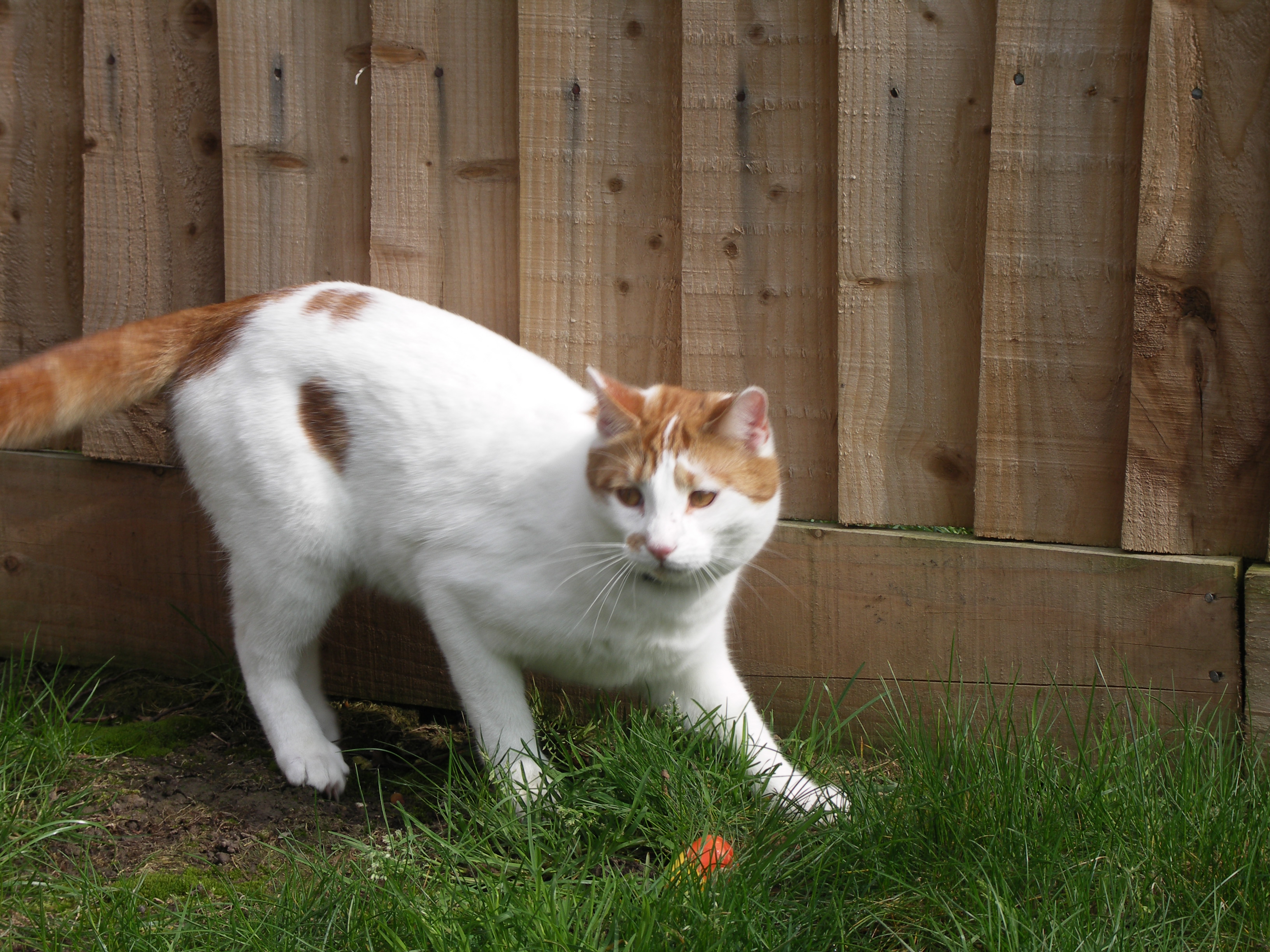 Puffed Up Fur and Arched Back (Image Credits: Wikimedia)