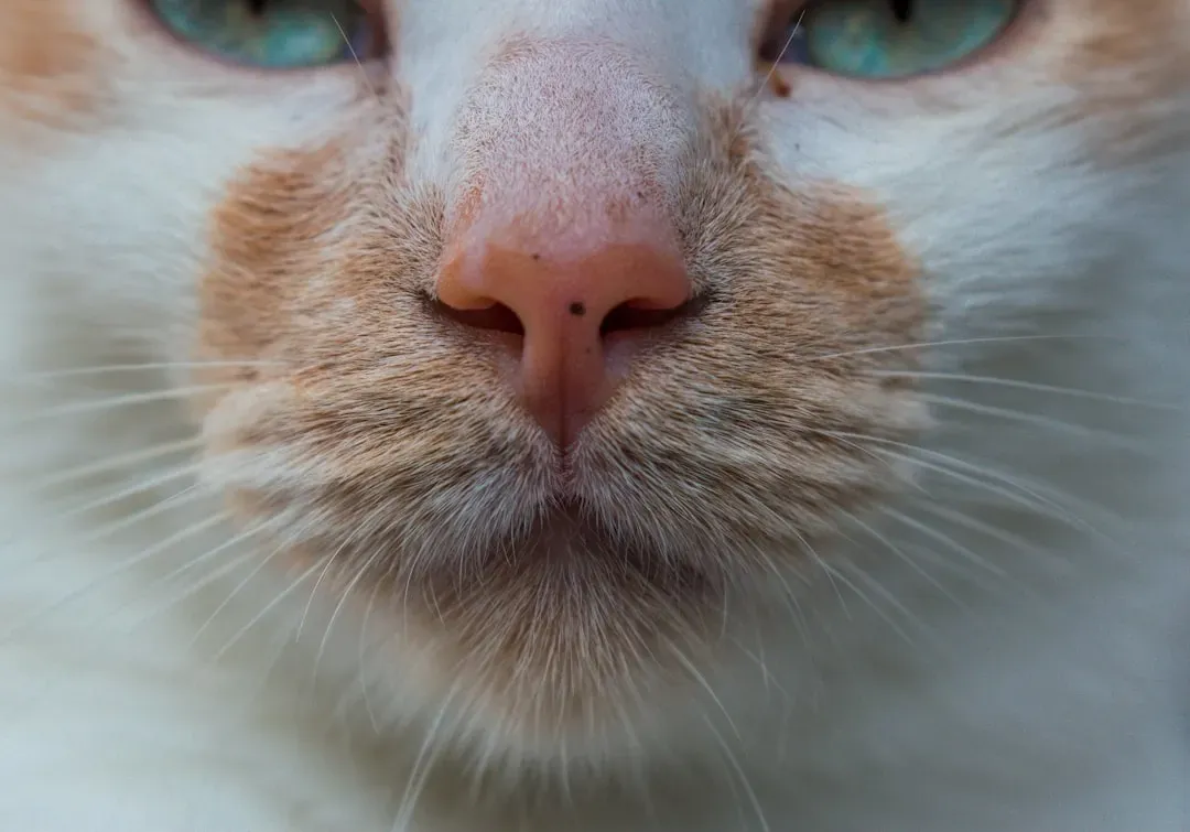 9. Whiskers Can Change Color as Cats Age (Image Credits: Unsplash)