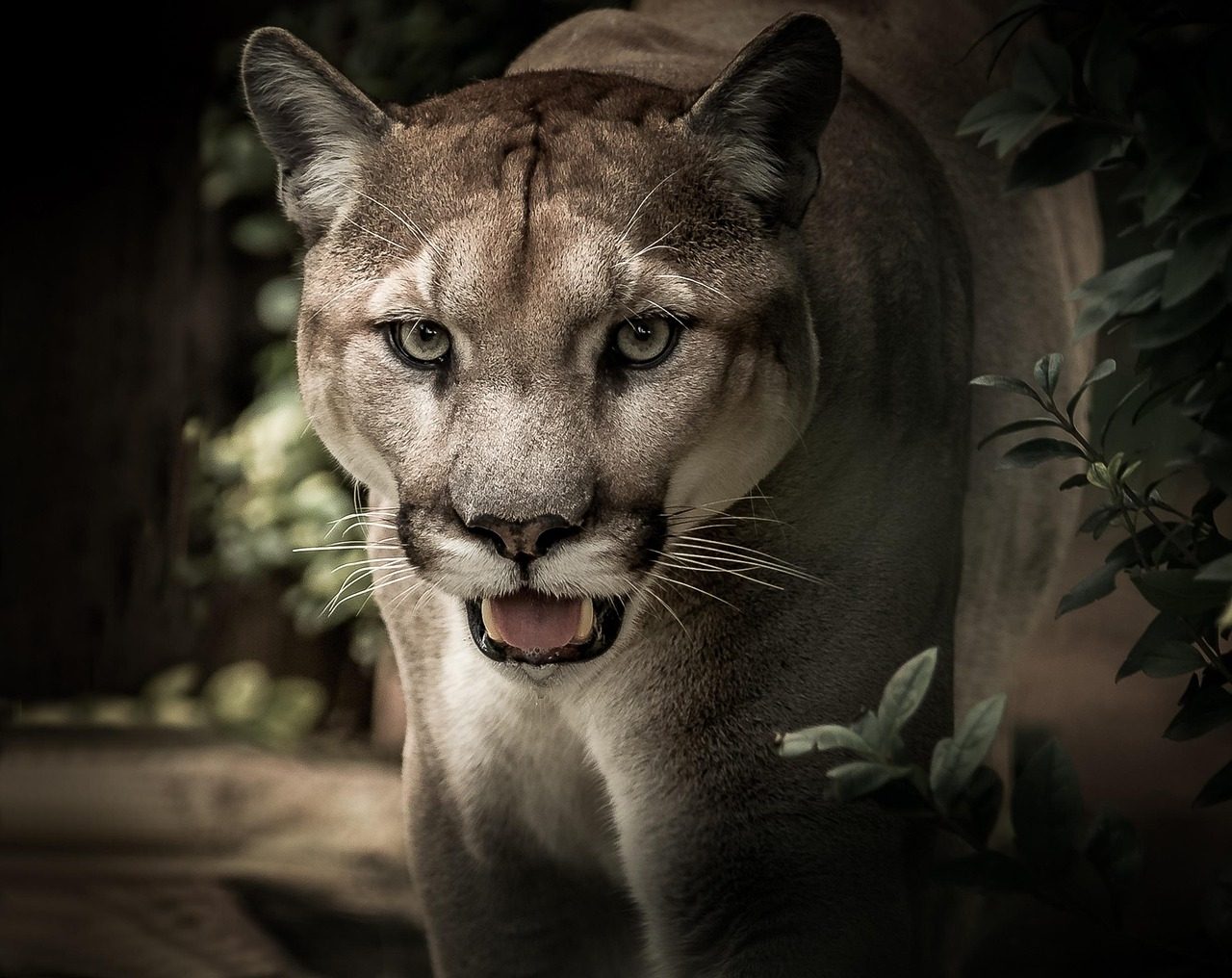 Understanding Mountain Lion Habitat Preferences (Image Credits: Pixabay)