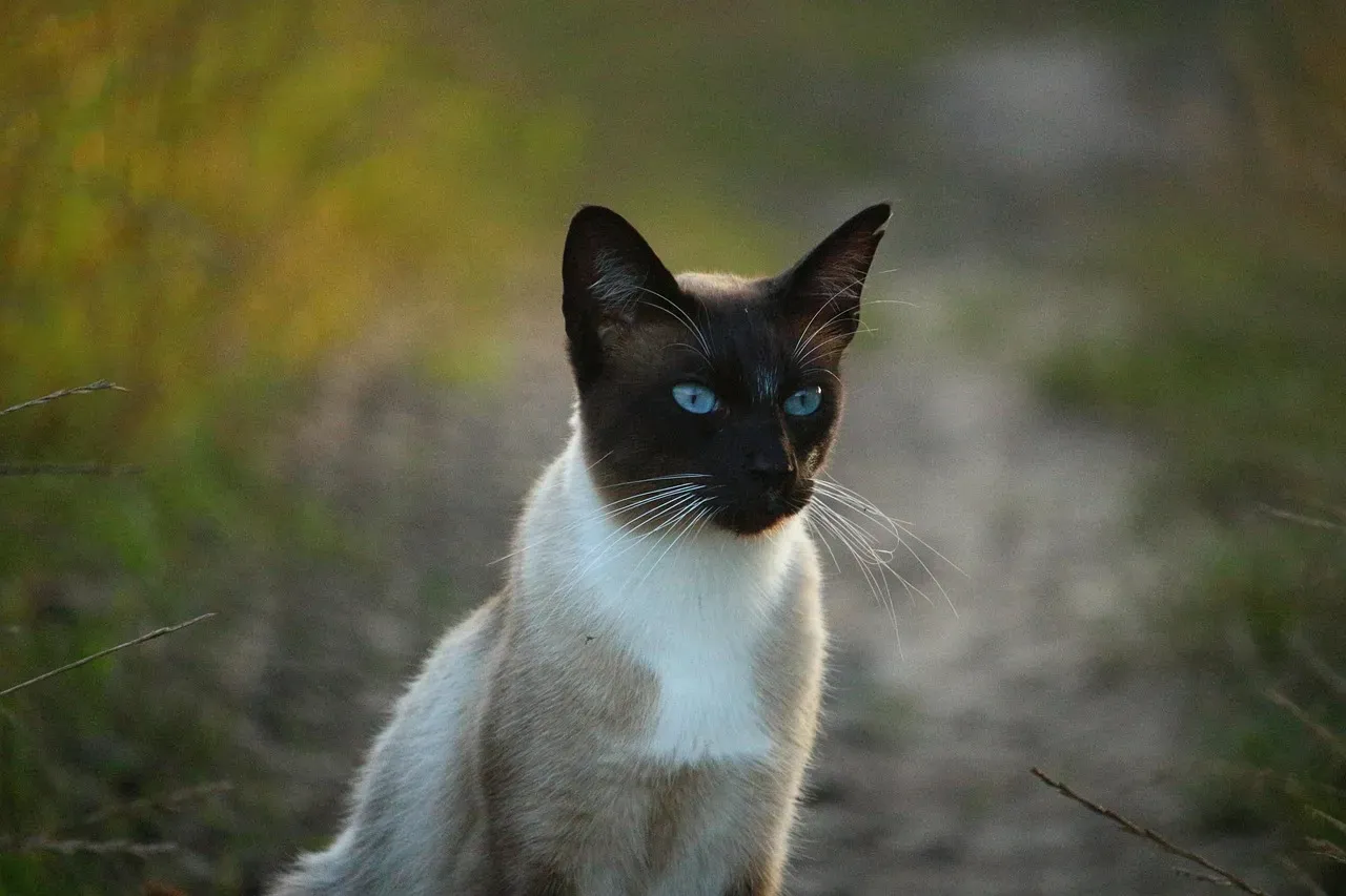 Siamese: The Jealous Drama Queen (Image Credits: Pixabay)