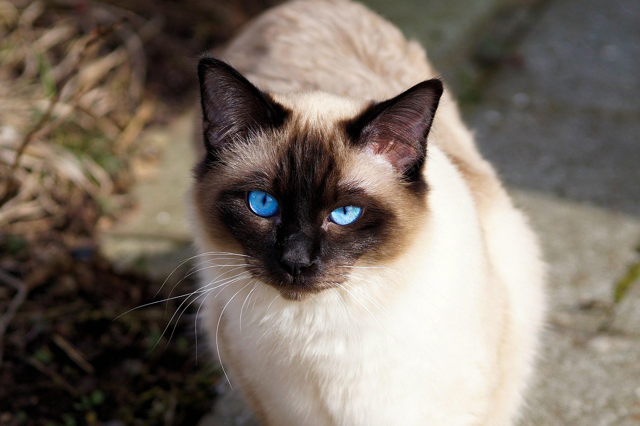 Siamese: The Vocal Attention Seekers (Image Credits: Pixabay)