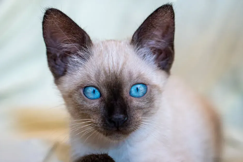 The Siamese: Royalty of the Chatty Cat World (Image Credits: Pexels)