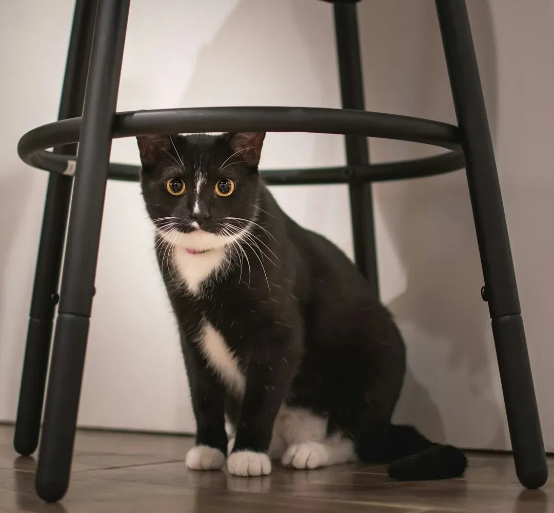 Rearranging Furniture Sends Your Cat Into a Mild Existential Crisis (Image Credits: Unsplash)