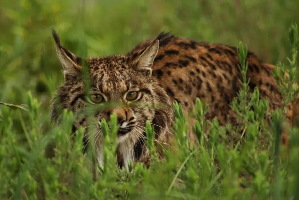 15. Captive Breeding and Community Programs Are Proving They Can Work (By http://www.lynxexsitu.es, CC BY 3.0 es)
