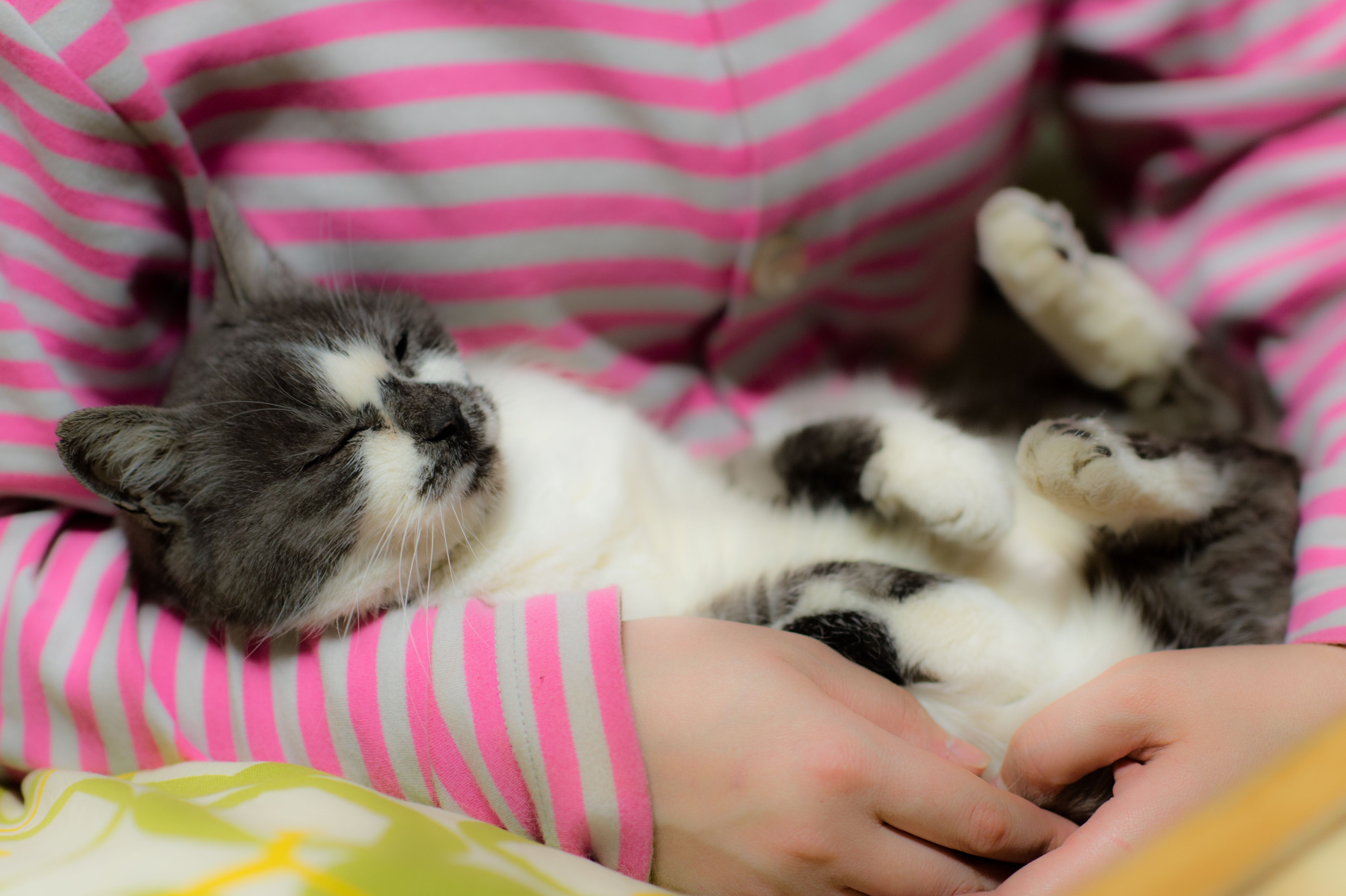 You Gave Me the Perfect Life (Image Credits: Wikimedia)