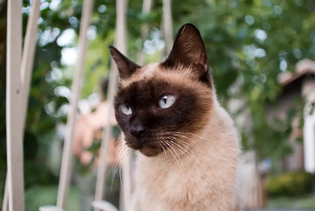 Siamese: Velcro Cats with One True Love (Image Credits: Flickr)