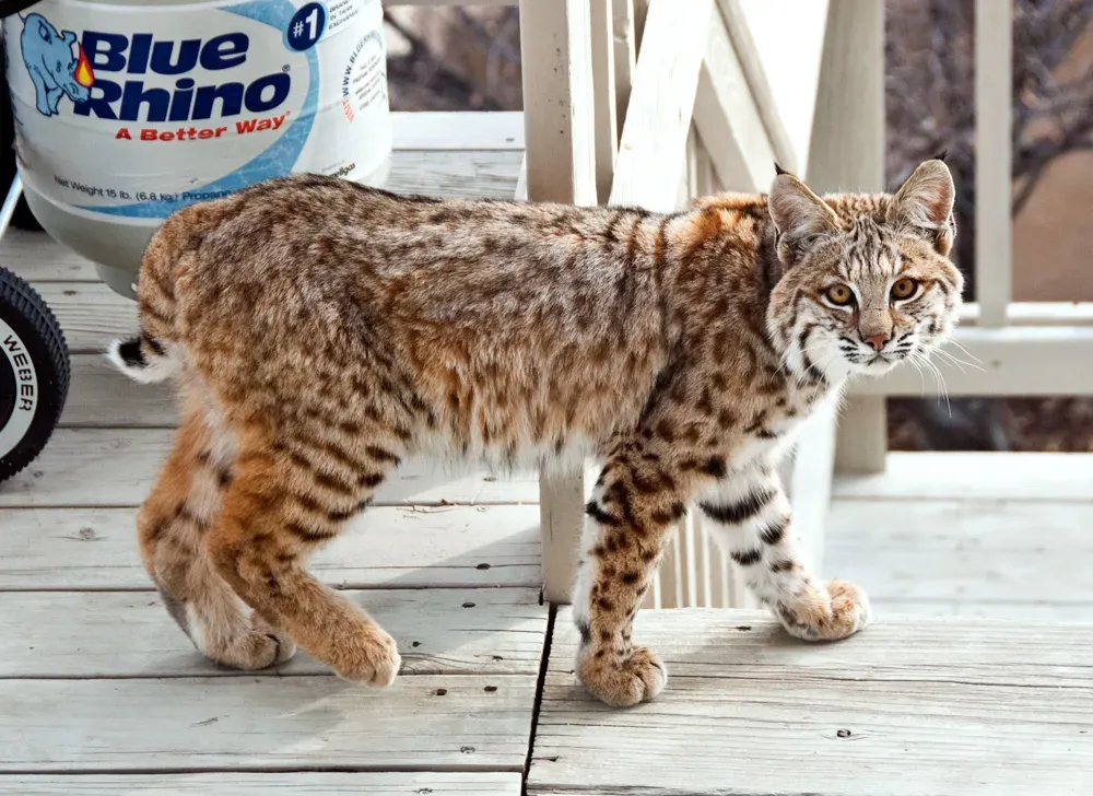 Conclusion (Image Credits: Wikimedia)