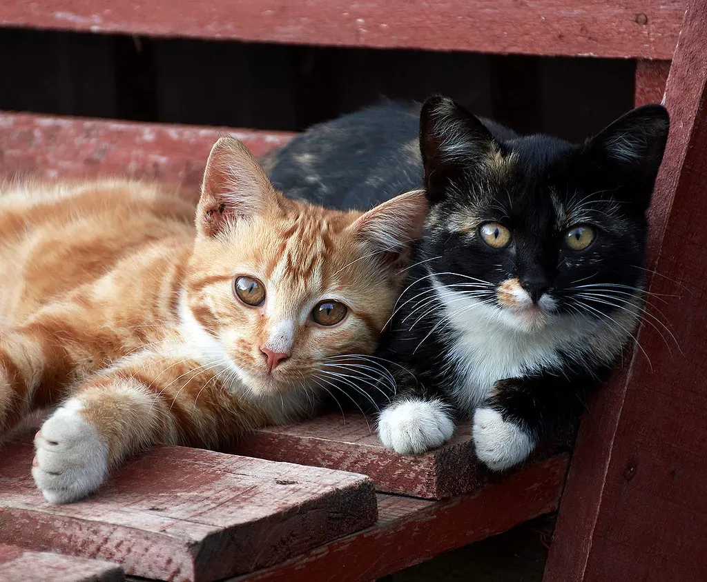 They Learn Names of Fellow Pets (Image Credits: Flickr)