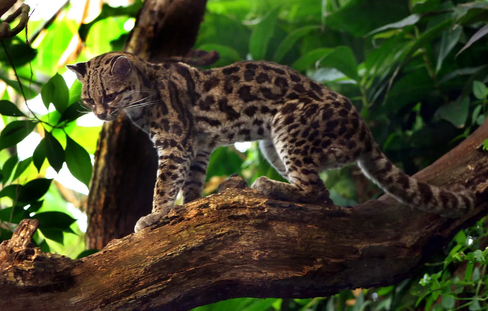 Margay – The Acrobat of the Rainforest Canopy (By Malene Thyssen (User Malene), CC BY-SA 3.0)