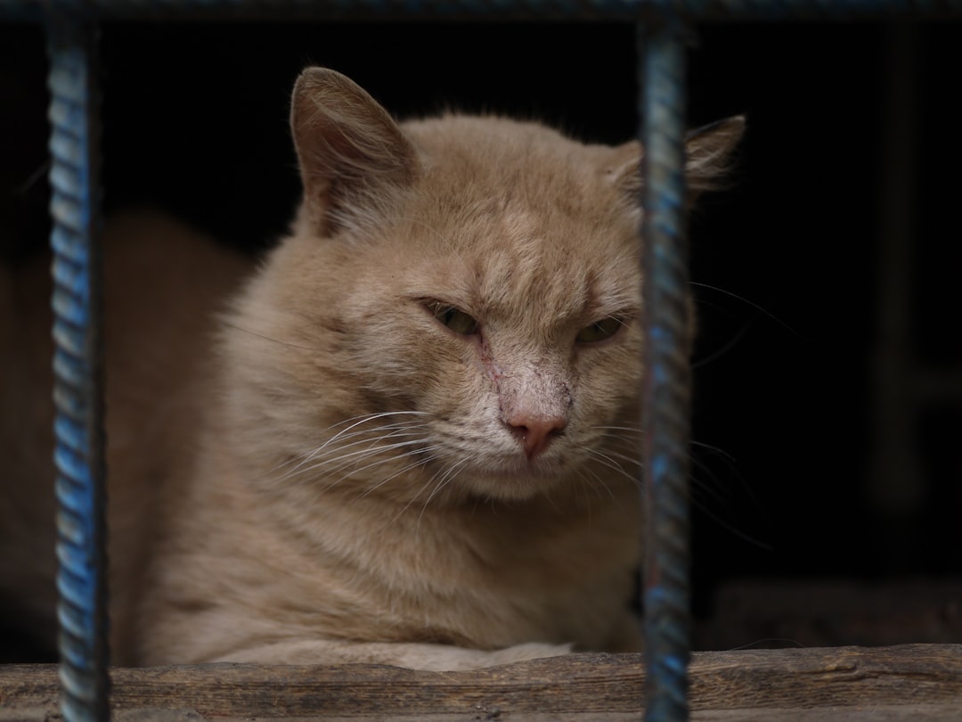 Assuming Your Cat Doesn't Need Social Contact (Image Credits: Unsplash)