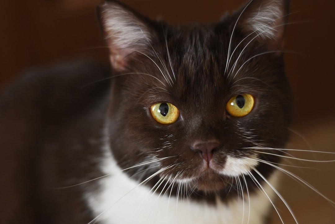 The Science Behind Successful Eye Contact Training (Image Credits: Unsplash)